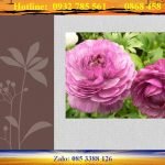 cấp giấy phép sản xuất phim