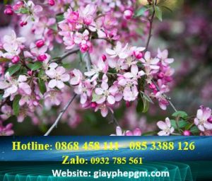 Thay đổi địa chỉ công ty khác quận tại Quận Gò Vấp - TPHCM 6 Thủ tục thay đổi địa chỉ doanh nghiệp khác quận tại Quận Gò Vấp - TPHCM
