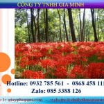 giayphepgm.com cach tinh thue doi voi ho kinh doanh ca the 2