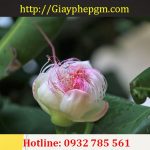 Cần giải thể công ty tại Tiền Giang