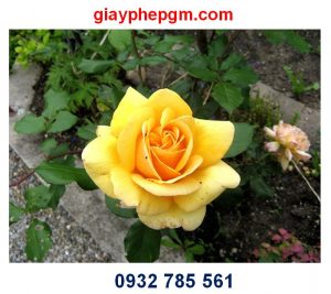 giayphepgm.com giai the dia diem kinh doanh tai kien giang 5