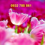 giayphepgm.com giai the dia diem kinh doanh tai vinh phuc 3