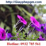 Giải thể doanh nghiệp tại Kiên Giang 6 Cần giải thể công ty tại Kiên Giang