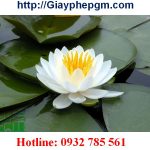 Giải thể doanh nghiệp tại Ninh Thuận 6 Cần giải thể doanh nghiệp tại Ninh Thuận