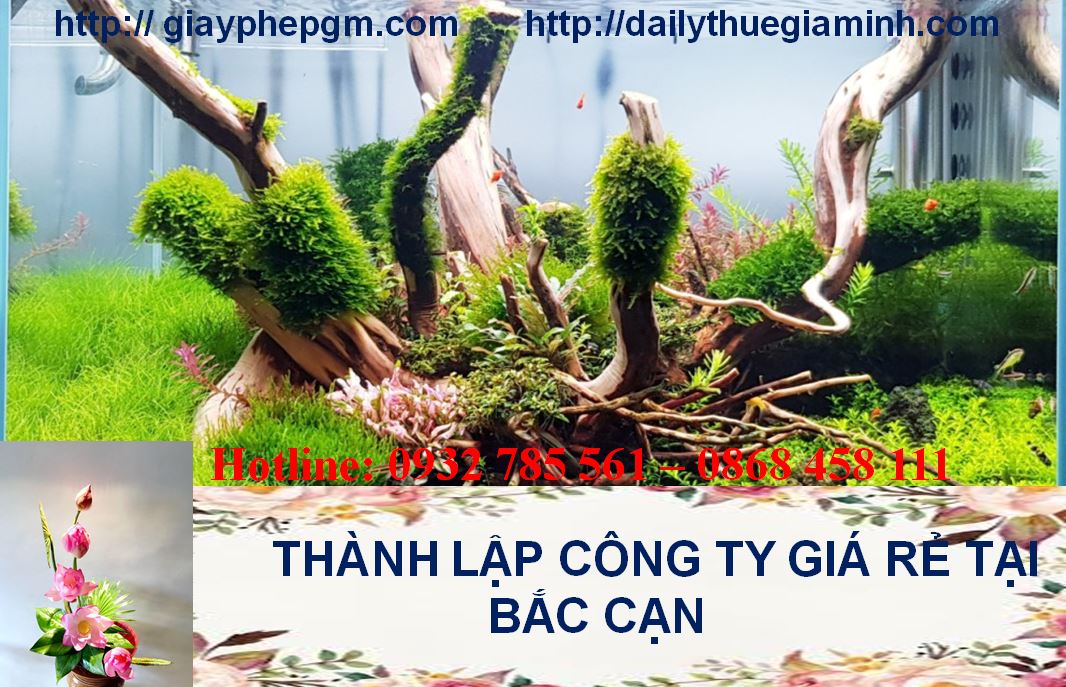Thủ tục thành lập công ty giá rẻ tại Bắc Kạn