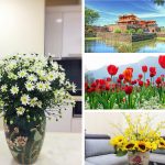 Cần thành lập trung tâm ngoại ngữ Bến Tre