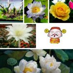 Điều kiện thành lập trung tâm ngoại ngữ Điện Biên 6 Cần thành lập trung tâm ngoại ngữ