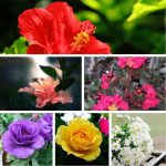 Điều kiện thành lập trung tâm ngoại ngữ Hà Giang 6 Cần thành lập trung tâm ngoại ngữ
