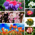 Chi phí thành lập trung tâm ngoại ngữ Ninh Bình 6 Cần thành lập trung tâm ngoại ngữ Ninh Bình