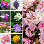 Chi phí thành lập trung tâm ngoại ngữ Phú Thọ 6 Cần thành lập trung tâm ngoại ngữ Phú Thọ