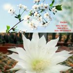 Đăng ký mã vạch tại Khánh Hòa 8 Cần đăng ký mã vạch