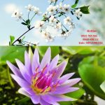 Cần đăng ký mã vạch