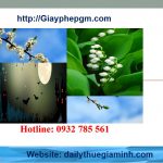 Dịch vụ giải thể công ty tại Tiền Giang 6 Cần giải thể công ty tại Tiền Giang