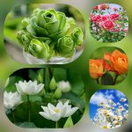 Xin giải thể công ty ở Huyện Phú Giáo