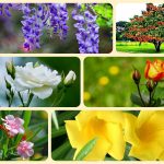 Giải thể công ty ở Lào Cai 6 Xin giải thể công ty ở Lào Cai