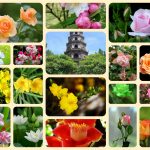 Giải thể công ty ở TP Cần Thơ 6 Xin giải thể công ty ở TP Cần Thơ