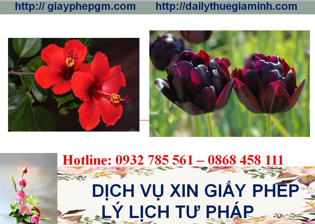 Dịch vụ làm giấy lý lịch tư pháp Cần Thơ 4 Thủ tục làm giấy lý lịch tư pháp Cần Thơ