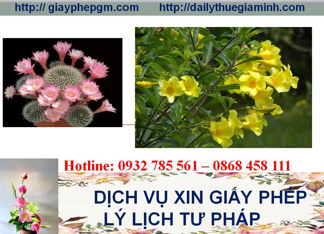 Dịch vụ làm giấy lý lịch tư pháp Hải Phòng 4 Thủ tục làm giấy lý lịch tư pháp Hải Phòng