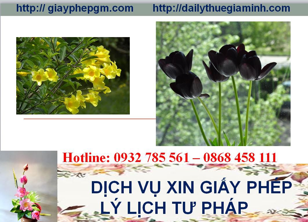Dịch vụ làm giấy lý lịch tư pháp Quảng Ninh 4 Thủ tục làm giấy lý lịch tư pháp Quảng Ninh