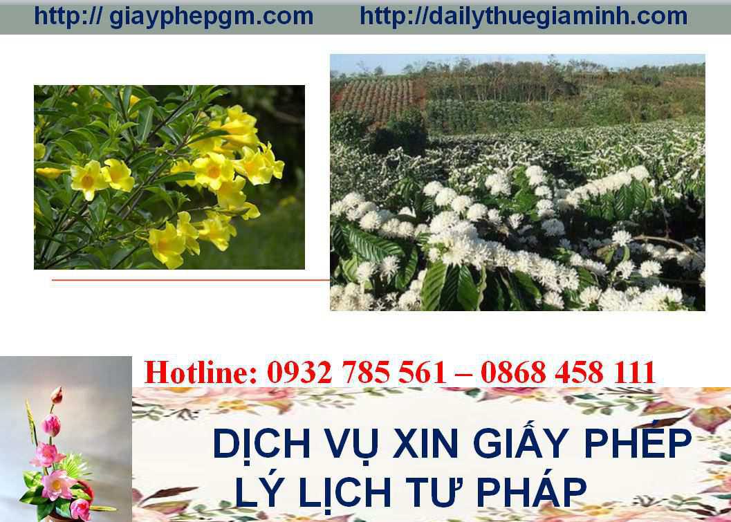 Dịch vụ làm giấy lý lịch tư pháp Sóc Trăng 4 Thủ tục làm giấy lý lịch tư pháp Sóc Trăng
