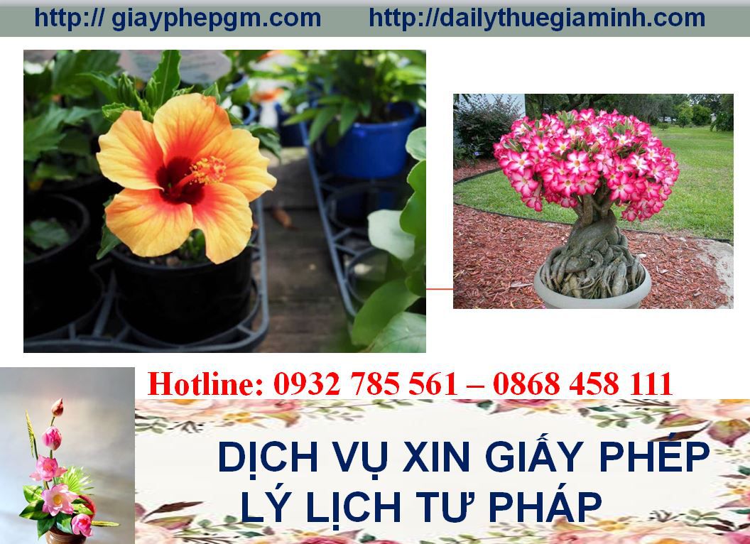 Dịch vụ làm giấy lý lịch tư pháp Tuyên Quang 4 Thủ tục làm giấy lý lịch tư pháp Tuyên Quang