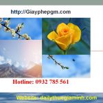 Dịch vụ thành lập công ty tại Điện Biên 4 Dịch vụ thành lập công ty trọn gói tại Điện Biên