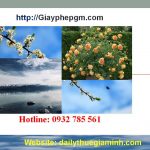 Dịch vụ thành lập công ty tại Quảng Bình 4 Thành lập doanh nghiệp giá rẻ trọn gói tại Quảng Bình