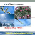 Dịch vụ thành lập công ty tại Sơn La 6 Thành lập doanh nghiệp giá rẻ trọn gói tại Sơn La