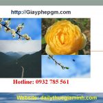 Dịch vụ thành lập công ty tại Vĩnh Phúc 4 Dịch vụ thành lập công ty trọn gói uy tín tại Vĩnh Phúc