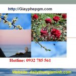 Dịch vụ thành lập công ty tại Vũng Tàu 4 Dịch vụ thành lập công ty tại Vũng Tàu
