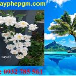 Dịch vụ xin giấy phép lao động An Giang 6 Cần xin giấy phép lao động An Giang