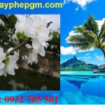 Dịch vụ xin giấy phép lao động Bắc Kạn 6 Cần xin giấy phép lao động Bắc Kạn