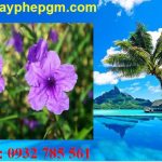 Dịch vụ xin giấy phép lao động Bạc Liêu 6 Cần xin giấy phép lao động Bạc Liêu