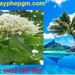 Dịch vụ xin giấy phép lao động Bến Tre 6 Cần xin giấy phép lao động Bến Tre