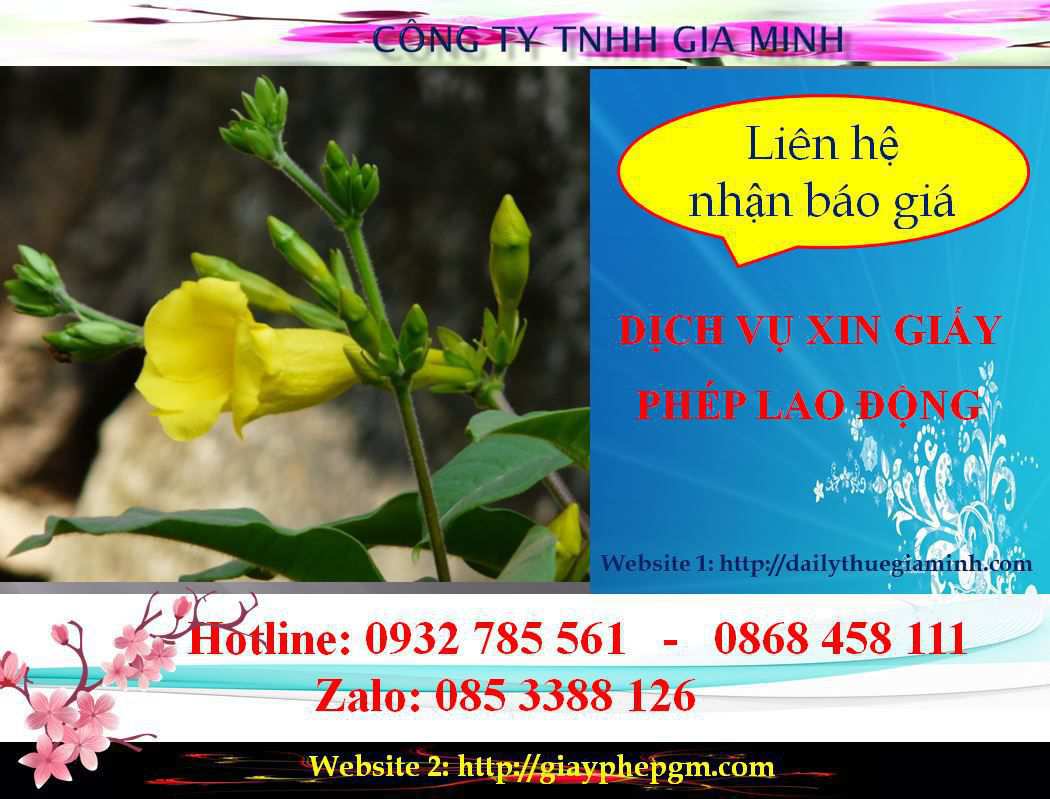 Dịch vụ xin giấy phép lao động Bình Định 5 Chi phí xin giấy phép lao động Bình Định