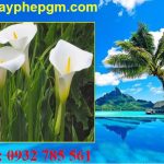Dịch vụ xin giấy phép lao động Bình Định 6 Cần xin giấy phép lao động Bình Định