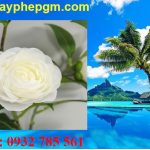 Dịch vụ xin giấy phép lao động Bình Dương - Uy tín, nhanh chóng, chuyên nghiệp 6 Cần xin giấy phép lao động Bình Dương