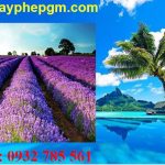 Dịch vụ xin giấy phép lao động Bình Phước 6 Cần xin giấy phép lao động Bình Phước