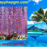 Dịch vụ xin giấy phép lao động Bình Thuận 6 Cần xin giấy phép lao động Bình Thuận
