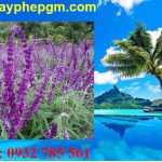 Dịch vụ xin giấy phép lao động Cà Mau 6 Cần xin giấy phép lao động Cà Mau