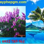 Dịch vụ xin giấy phép lao động Cao Bằng 6 Cần xin giấy phép lao động Cao Bằng