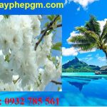 Dịch vụ xin giấy phép lao động Đắk Lắk 6 Cần xin giấy phép lao động Đắk Lắk
