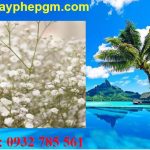 Dịch vụ xin giấy phép lao động Đắk Nông 6 Cần xin giấy phép lao động Đắk Nông