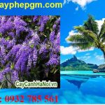 Dịch vụ xin giấy phép lao động Hà Giang 6 Cần xin giấy phép lao động Hà Giang
