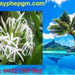 Dịch vụ xin giấy phép lao động Hà Nội 12 Cần xin giấy phép lao động Hà Nội
