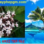 Dịch vụ xin giấy phép lao động Hòa Bình 6 Cần xin giấy phép lao động Hòa Bình