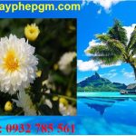 Dịch vụ xin giấy phép lao động Hưng Yên 6 Cần xin giấy phép lao động Hưng Yên