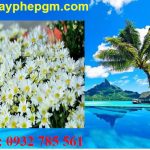 Dịch vụ xin giấy phép lao động Khánh Hòa 6 Cần xin giấy phép lao động Khánh Hòa
