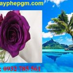 Dịch vụ xin giấy phép lao động Nghệ An 6 Cần xin giấy phép lao động Nghệ An