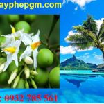 Dịch vụ xin giấy phép lao động Quảng Trị 6 Cần xin giấy phép lao động Quảng Trị